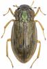 Helophorus sp.